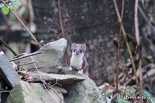 Gronostaj, Mustela erminea