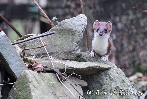 Gronostaj, Mustela erminea