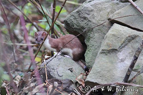 Gronostaj, Mustela erminea