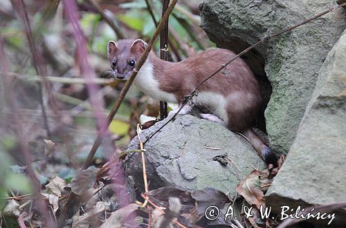 Gronostaj, Mustela erminea