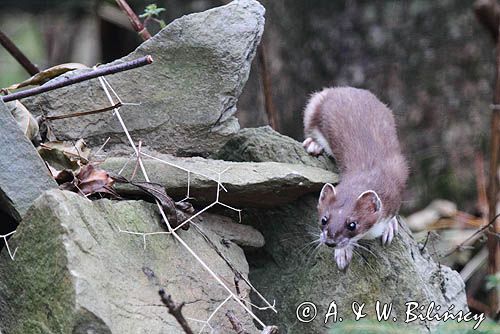 Gronostaj, Mustela erminea