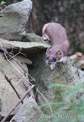 Gronostaj, Mustela erminea