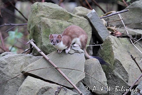 Gronostaj, Mustela erminea