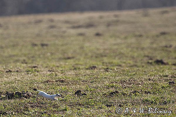 Gronostaj w zimowej szacie, Mustela erminea