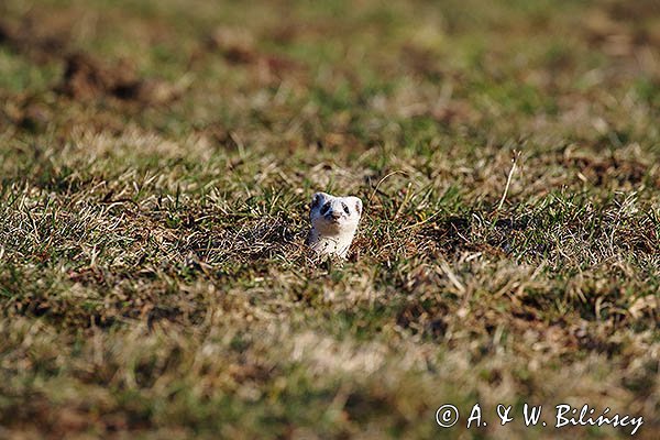 Gronostaj w zimowej szacie, Mustela erminea