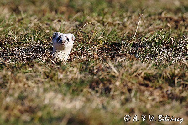 Gronostaj w zimowej szacie, Mustela erminea