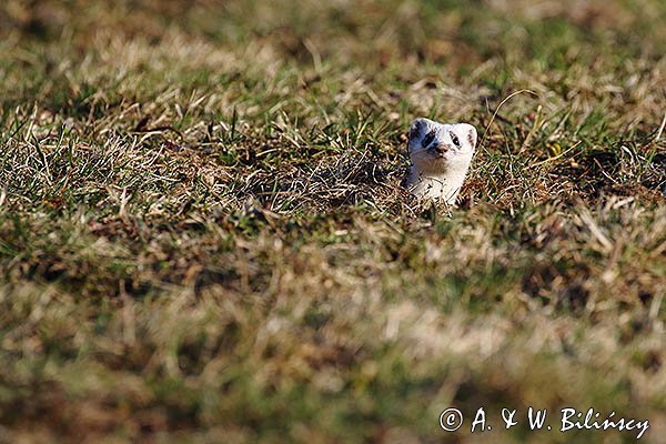 Gronostaj w zimowej szacie, Mustela erminea