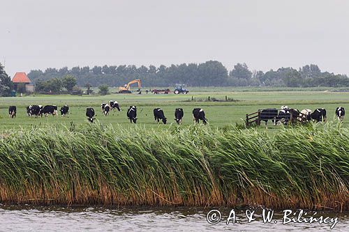 krowy holenderskie na polach wzdłuż kanału, okolice Grootschar, Holandia