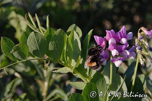 Lathyrus japonicus ssp. maritimus groszek nadmorski) , Lathyrus maritimus i trzmiel ziemny / Bombus terrestris /