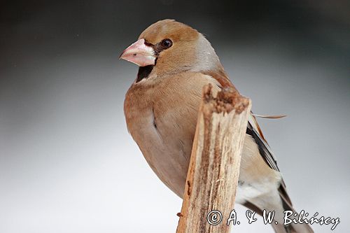 grubodziób Coccothraustes coccothraustes