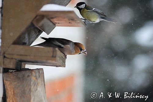 grubodziób Coccothraustes coccothraustes