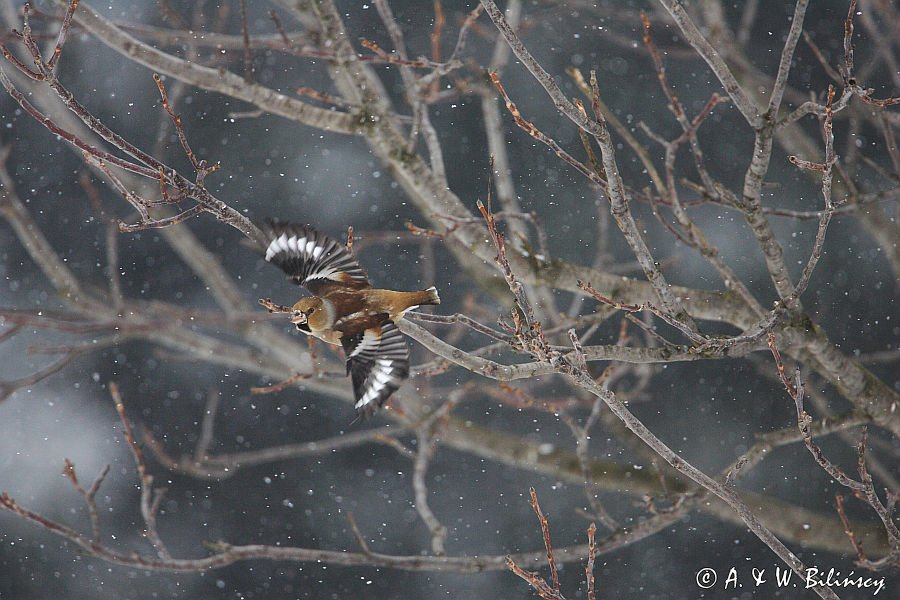 grubodziób Coccothraustes coccothraustes