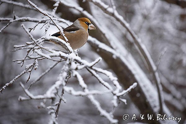 Grubodziób, Coccothraustes coccothraustes
