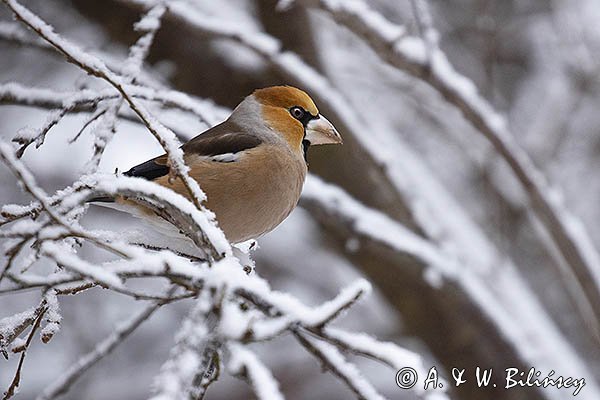 Grubodziób, Coccothraustes coccothraustes