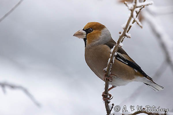 Grubodziób, Coccothraustes coccothraustes