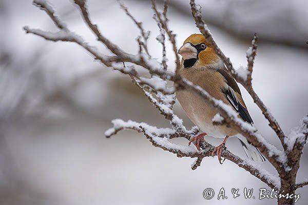 Grubodziób, Coccothraustes coccothraustes