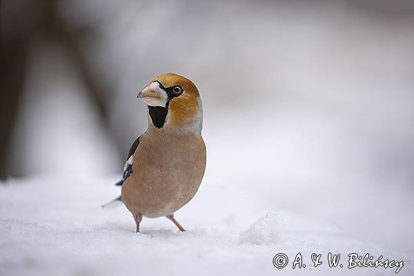 Grubodziób, Coccothraustes coccothraustes