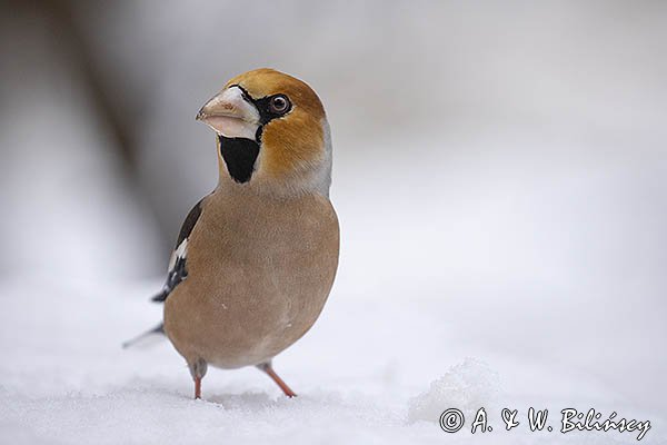 Grubodziób, Coccothraustes coccothraustes