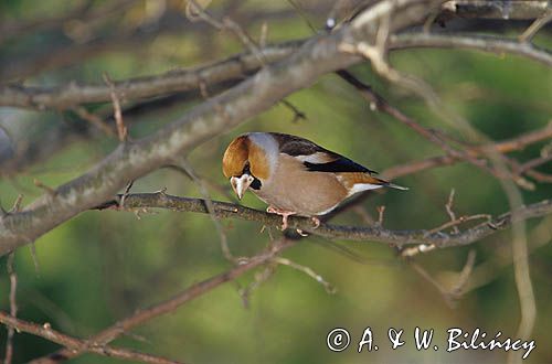 grubodziób Coccothraustes coccothraustes)