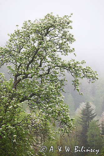 Kwitnąca grusza Bieszczady