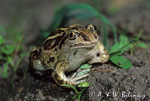 grzebiuszka ziemna, huczek, Pelobates fuscus