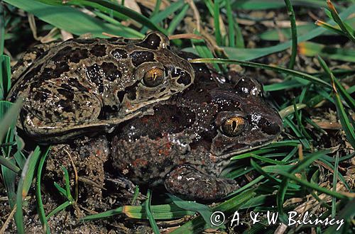 grzebiuszka ziemna, huczek, Pelobates fuscus