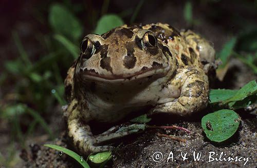 Grzebiuszka ziemna, huczek, Pelobates fuscus