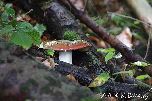 grzyb, gołąbek, Russula