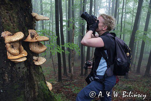 żagiew łuskowata - Polyporus squamosus w bieszczadzkim lesie - buczynie na szlaku Dwernik Kamień, Bieszczady