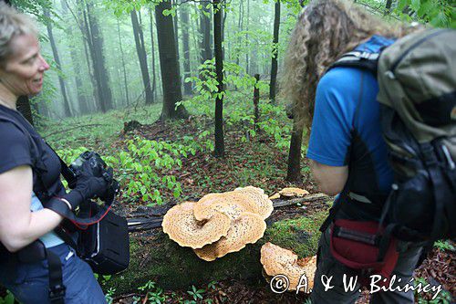 żagiew łuskowata - Polyporus squamosus w bieszczadzkim lesie - buczynie na szlaku Dwernik Kamień, Bieszczady