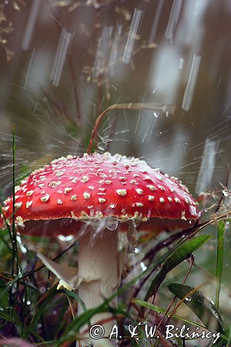 muchomor czerwony i deszcz / Amanita muscaria /