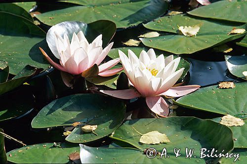 grzybienie Nymphaea alba L