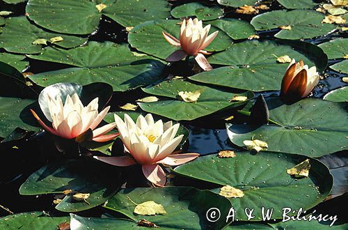 grzybienie Nymphaea alba L