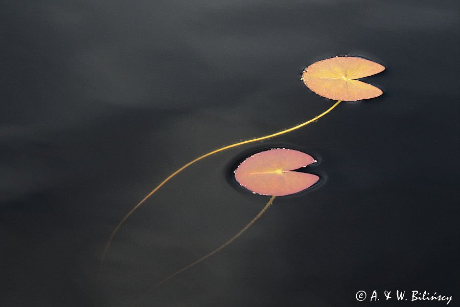 Grzybienie białe, Nymphaea alba, liście