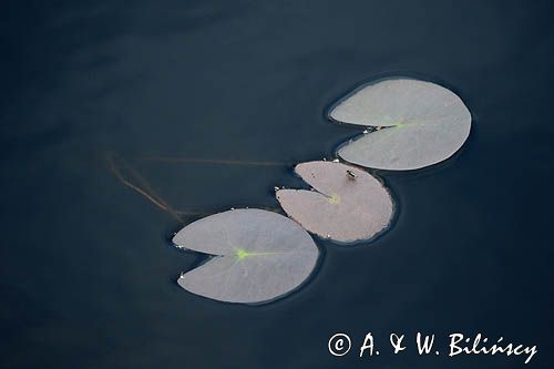 Grzybienie białe, Nymphaea alba, liście