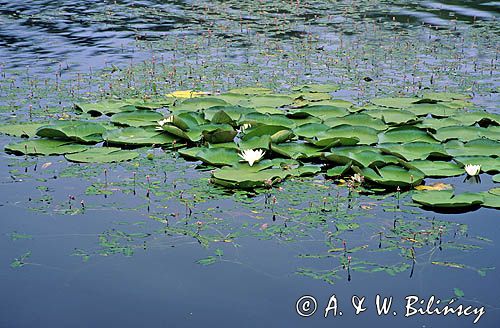 grzybień biały, Nymphaea alba