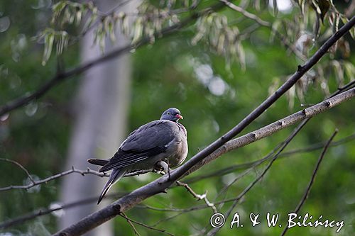 Gołąb grzywacz grzywacz) Columba palumbus L