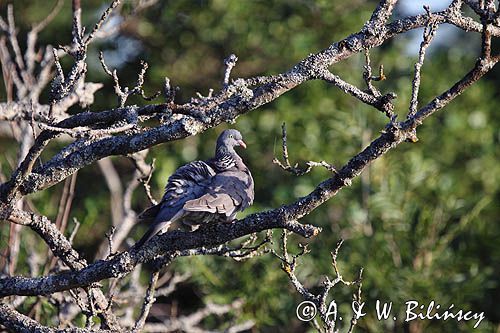 Gołąb grzywacz, grzywacz, Columba palumbus L