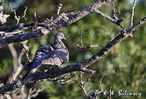 Gołąb grzywacz, grzywacz, Columba palumbus L