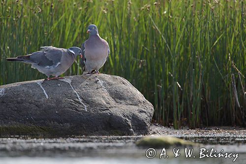 Gołąb grzywacz, grzywacz, Columba palumbus