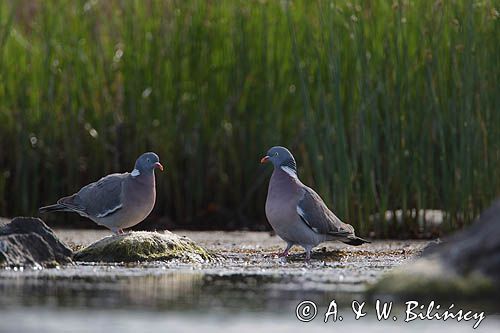 Gołąb grzywacz, grzywacz, Columba palumbus