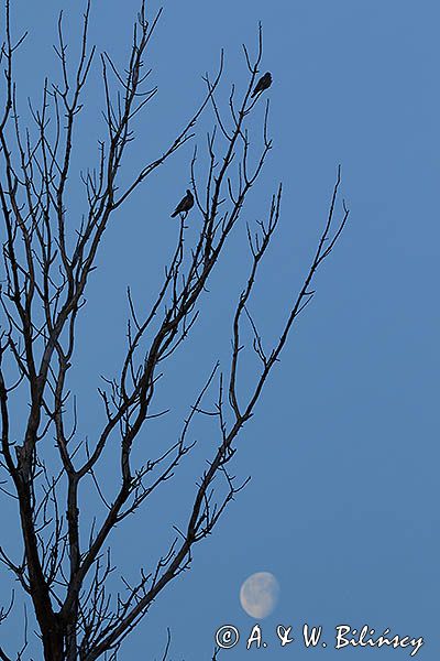 Gołąb grzywacz, grzywacz, Columba palumbus, grzywacze i Księżyc