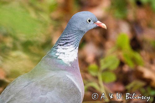 Gołąb grzywacz, grzywacz, Columba palumbus