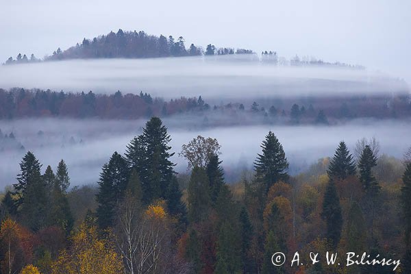 Mgły nad jesiennym lasem