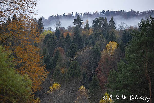 Mgły nad jesiennym lasem, Bieszczady