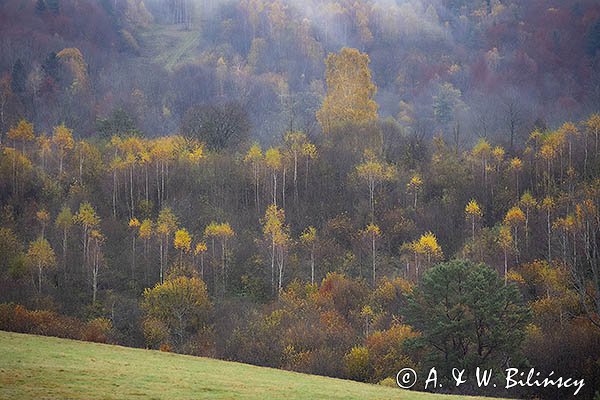 Mgły nad jesiennym lasem, Bieszczady