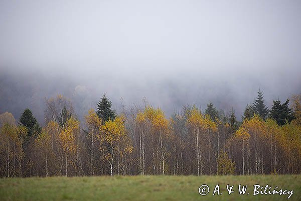 Mgły nad jesiennym lasem, Bieszczady