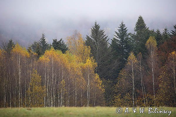 Mgły nad jesiennym lasem, Bieszczady