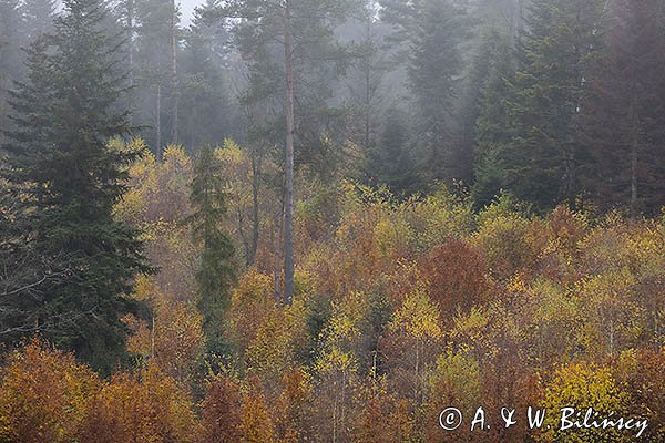 Mgły nad jesiennym lasem, Bieszczady