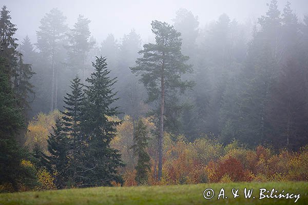 Mgły nad jesiennym lasem, Bieszczady